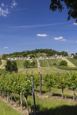 Traditional wine cellars with vineyard in Galgenberg near Wildendurnbach, Lower Austria, Austria