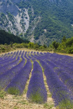 Lavender field near Montbrun les Bains and Sault, Provence, France
