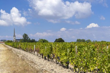 Saint-Julien-Beychevelle yakınlarındaki üzüm bağları, Bordeaux, Aquitaine, Fransa