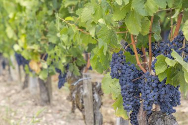 Pomerol, Aquitaine, Fransa yakınlarındaki tipik üzüm bağları