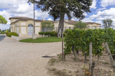 Chateau Petrus, Pomerol, Aquitaine, Fransa yakınlarındaki tipik üzüm bağları