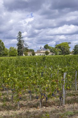 Tipik üzüm bağları (1 er Grand Cru Classe A) Chateau Cheval Blanc, Saint-Emilion, Aquitaine, Fransa
