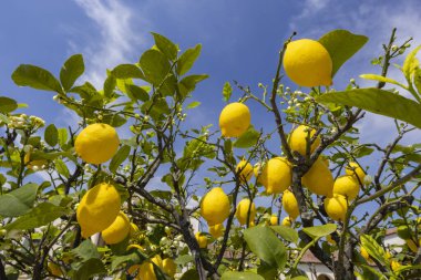 Yeşil yapraklı ve çiçekli taze sarı limonlar, İtalya