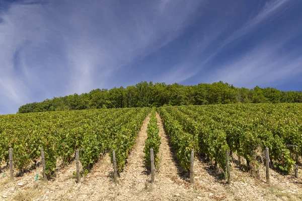 Typische Wijngaarden Buurt Van Aloxe Corton Cote Nuits Bourgogne Frankrijk — Stockfoto