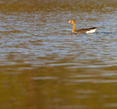 Büyük Kaz, (Anser anser), Güney Bohemya, Çek Cumhuriyeti