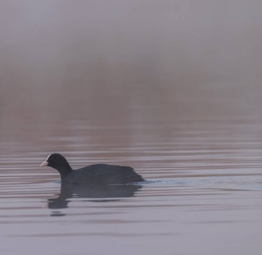 Siyah ördek (Fulica atra, Fulica prior), Güney Bohemya, Çek Cumhuriyeti