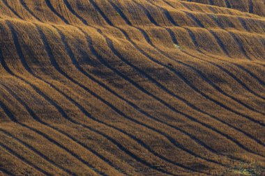 Tipik Toskana sonbahar sabahı manzarası, Val D 'Orcia, Toskana, İtalya