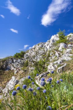 Çiçekler Globularia bisnagarica, Palava manzarası, Doğal Kaya Anıtı (Kocici skala), Güney Moravya, Çek Cumhuriyeti