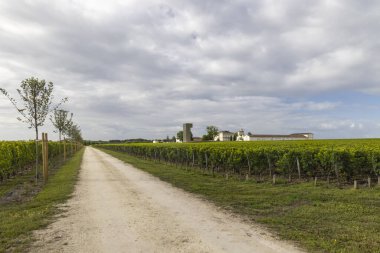 Saint-Julien-Beychevelle, Bordeaux, Aquitaine, Fransa yakınlarındaki tipik üzüm bağları