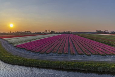 Field of tulips near Alkmaar, The Netherlands