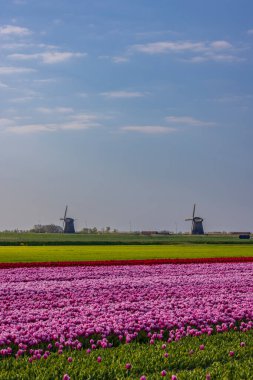 Field of tulips with Ondermolen windmill near Alkmaar, The Netherlands