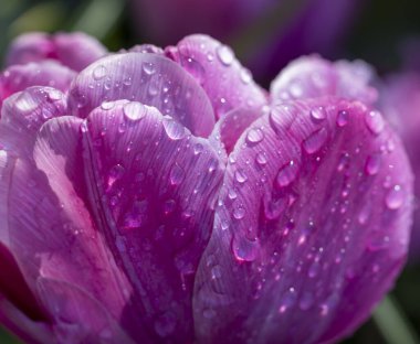 Macro shot of tulip with water drops, Keukenhof flower garden, Lisse, Netherlands