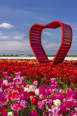 Hollanda, Keukenhof yakınlarında kırmızı kalpli lale tarlası.