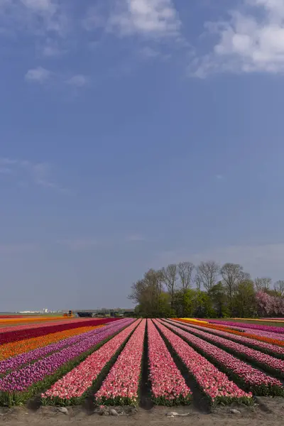 Field Tulips Lemmer Friesland Netherlands — Stock Photo, Image