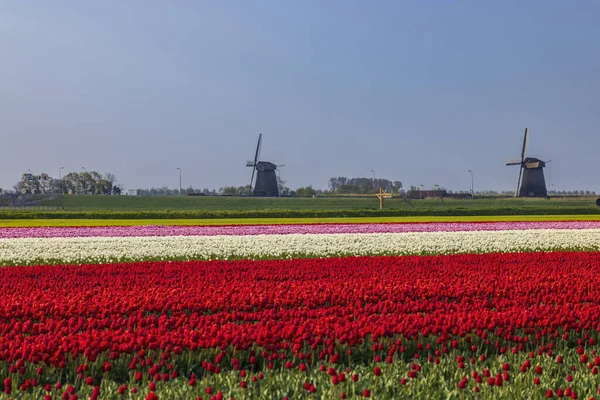 Field Tulips Windmill Alkmaar Netherlands — Zdjęcie stockowe