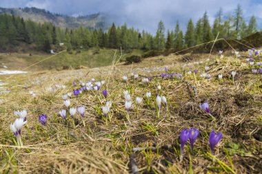 Sella di Rioda, Alpler, İtalya 'da ilkbahar erken çiçek açan bir çayır.