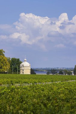 Chateau LaTour, Bordeaux, Aquitaine, Fransa yakınlarındaki tipik üzüm bağları