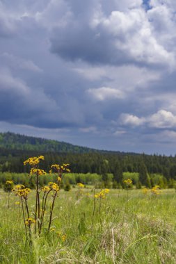 Typical spring landscape near Stozec, Nation park Sumava, Czech Republic