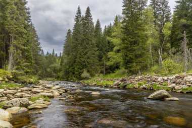 Sumava Ulusal Parkı 'ndaki Vydra Deresi, Çek Cumhuriyeti