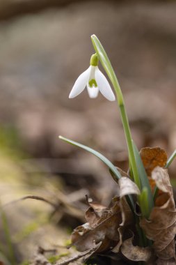 Kar Damlaları, Podyji, Güney Moravya, Çek Cumhuriyeti