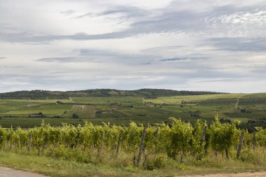 Üzüm bağı, Unesco sitesi, Macaristan 'lı Tokaj manzarası