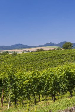 Üzüm bağları ve Buchlov kalesi, Slovacko, Güney Moravya, Çek Cumhuriyeti