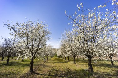 Cejkovice, Güney Moravya, Çek Cumhuriyeti yakınlarında çiçek açan kiraz bahçesi