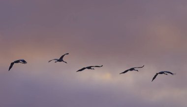 Kuş sürüsü, Common Crane, Hortobagy Ulusal Parkı, UNESCO Dünya Mirası Alanı, Puszta Avrupa, Macaristan 'daki en büyük çayır ve bozkır ekosistemlerinden biridir.