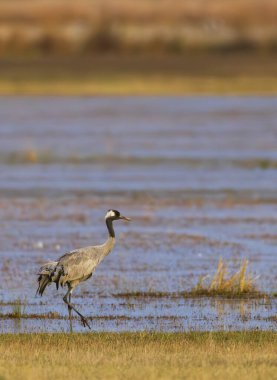 Turna, Hortobagy Ulusal Parkı, UNESCO Dünya Mirası, Puszta Avrupa, Macaristan 'daki en büyük çayır ve bozkır ekosistemlerinden biridir.