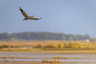 Turna, Hortobagy Ulusal Parkı, UNESCO Dünya Mirası, Puszta Avrupa, Macaristan 'daki en büyük çayır ve bozkır ekosistemlerinden biridir.