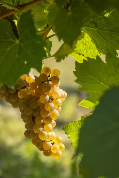 Vineyard Hibernal Cejkovice Southern Moravia Czech Republic — Stock Photo, Image
