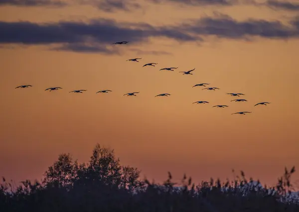 Hejno Ptáků Jeřáb Obecný Migrace Národním Parku Hortobagy Unesco Světové — Stock fotografie
