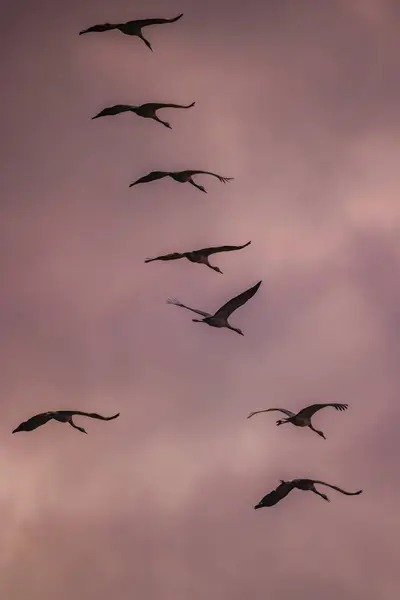 Flock Birds Common Crane Migration Hortobagy National Park Unesco World — Stock Photo, Image
