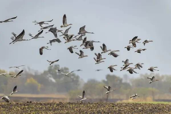 Flock Birds Common Crane Migration Hortobagy National Park Unescos Världsarvslista — Stockfoto