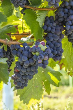 Mavi üzümlü Pinot Noir sonbahar bağında, Güney Moravya, Çek Cumhuriyeti