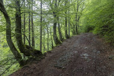 Bahar zamanı Kvacianska Vadisi, Chocske Vrchy, Slovakya