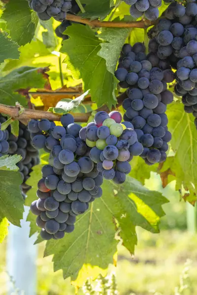 Raisins Bleus Pinot Noir Dans Vignoble Automne Moravie Sud République — Photo