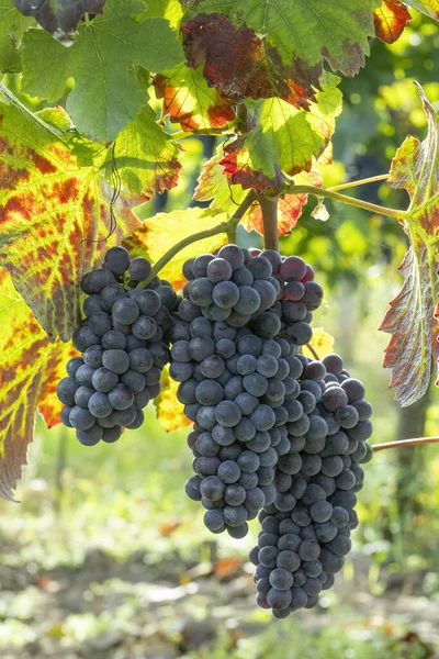 Blue Grapes Pinot Noir Autumn Vineyard Southern Moravia Czech Republic — Stock Photo, Image