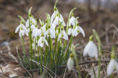 Snowdrops, Podyji, Southern Moravia, Czech Republic clipart