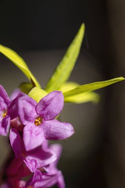 Spring flower in Triglavski national park, Slovenia