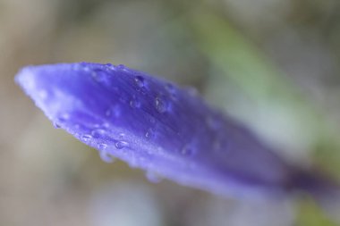 Spring flower in Triglavski national park, Slovenia