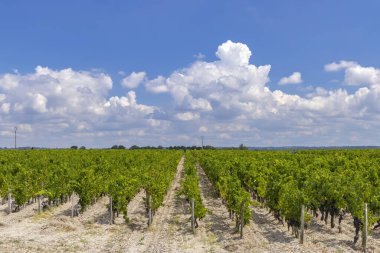 Chateau LaTour, Bordeaux, Aquitaine, Fransa yakınlarındaki tipik üzüm bağları
