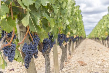 Pomerol, Aquitaine, Fransa yakınlarındaki tipik üzüm bağları