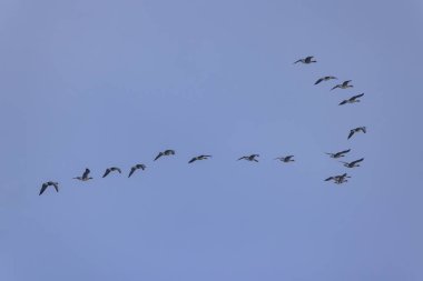 Kuş sürüsü, Common Crane, Hortobagy Ulusal Parkı, UNESCO Dünya Mirası Alanı, Puszta Avrupa, Macaristan 'daki en büyük çayır ve bozkır ekosistemlerinden biridir.