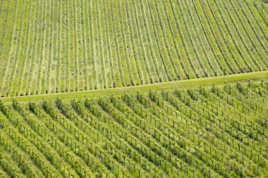 Styria 'daki Avusturya Slovenya sınırında üzüm bağı