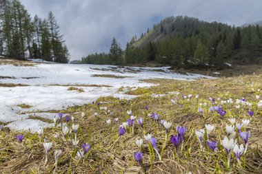 Sella di Rioda, Alpler, İtalya 'da ilkbahar erken çiçek açan bir çayır.