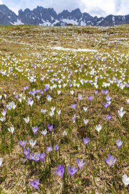 Alplerde, İtalya 'da ilkbahar erken çiçek açan bir çayır.