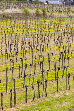 Avusturya, Aşağı Avusturya 'da Mitterretzbach yakınlarındaki bahar manzarası