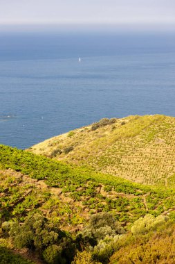 Banyuls sur Mer, Pyrenees Orientales, Roussillon, Vermilion Coast, Fransa yakınlarındaki üzüm bağları.