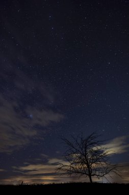 Şafaktan önce yıldızlı gökyüzü olan ağaç